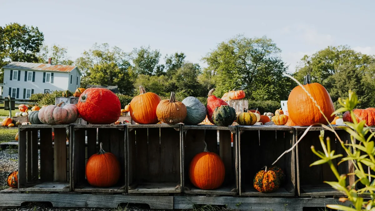 2026 Albany Fall Festivals Guide: Must-See Events